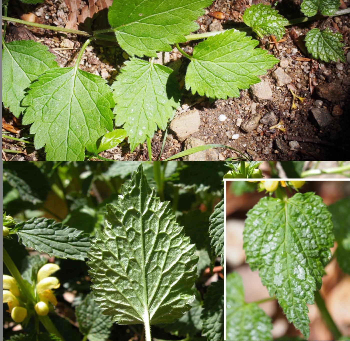 Archangael, Yellow leaf